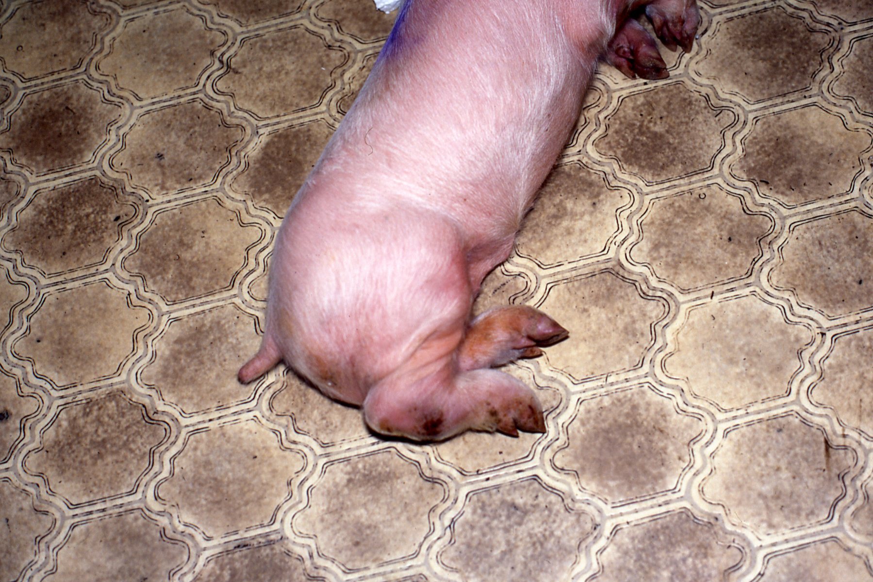 fig2