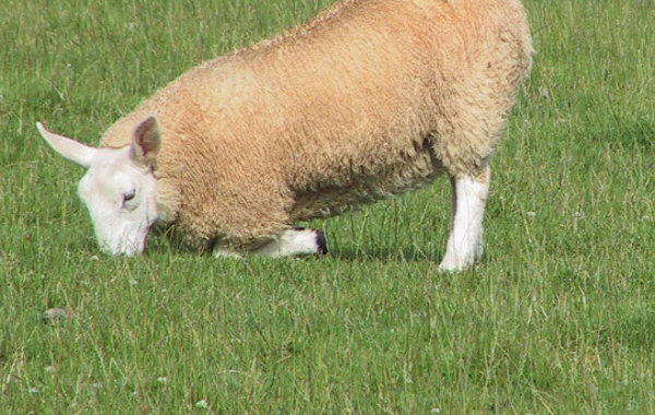 Lameness Control
