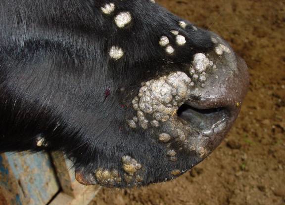 Papillomatosis (Warts, Fibropapillomas)
