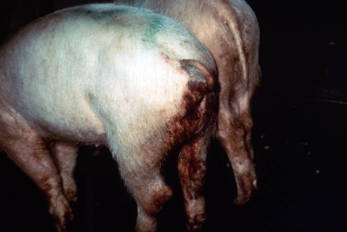 NADIS - National Animal Disease Information Service NADIS - National Animal Disease Information Service