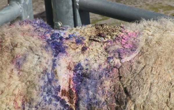 Non-parasitic Skin Conditions in Sheep