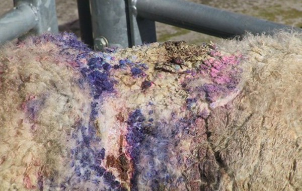 Non-parasitic Skin Conditions in Sheep