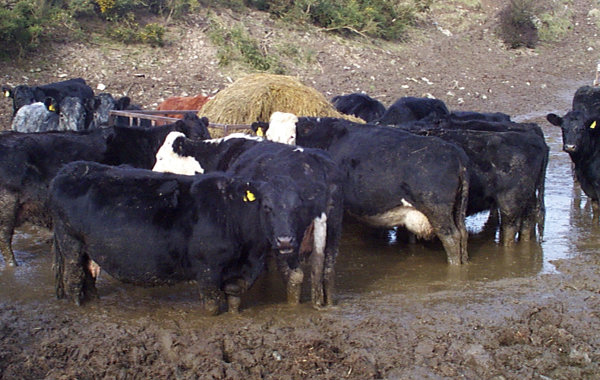 Out-Wintering Cattle