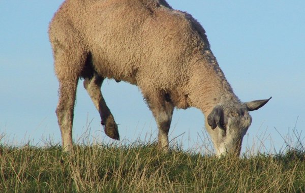 Pain Management in Livestock