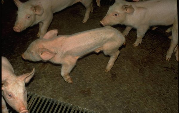 Post Weaning Diarrhoea and Oedema Disease