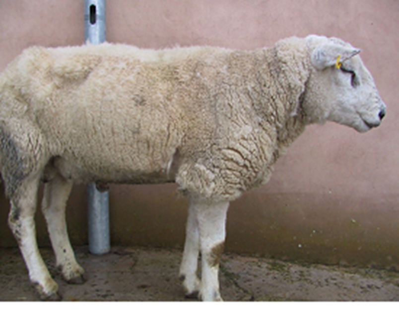NADIS - National Animal Disease Information Service NADIS - National Animal Disease Information Service