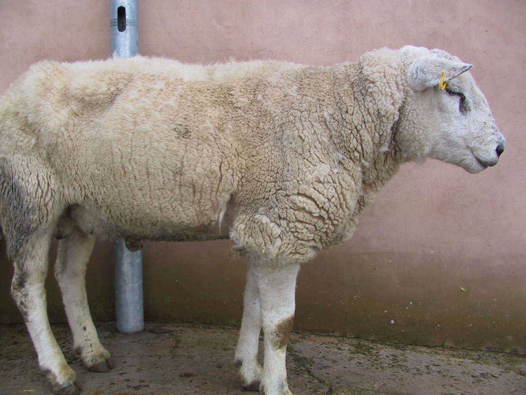 NADIS - National Animal Disease Information Service