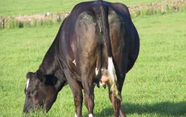 Respiratory disease in cattle