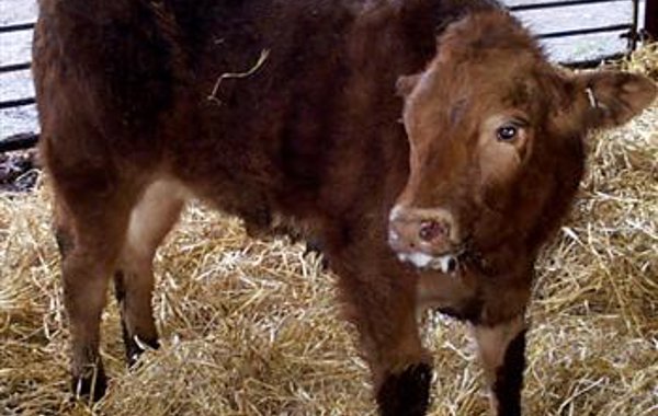 Respiratory disease - beef and dairy rearer units