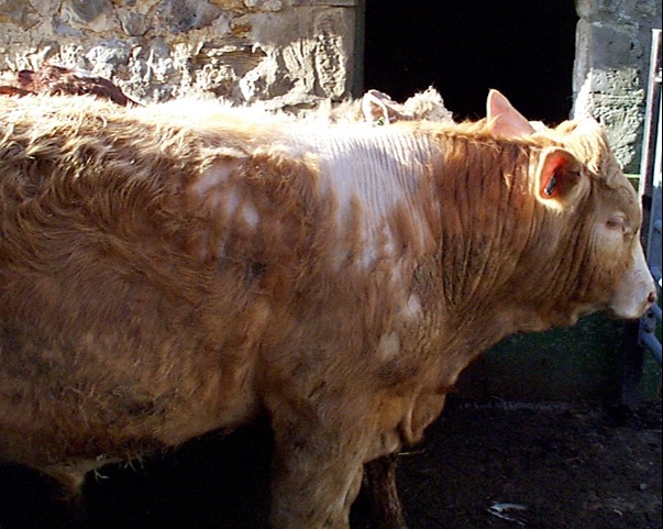 NADIS - National Animal Disease Information Service NADIS - National Animal Disease Information Service