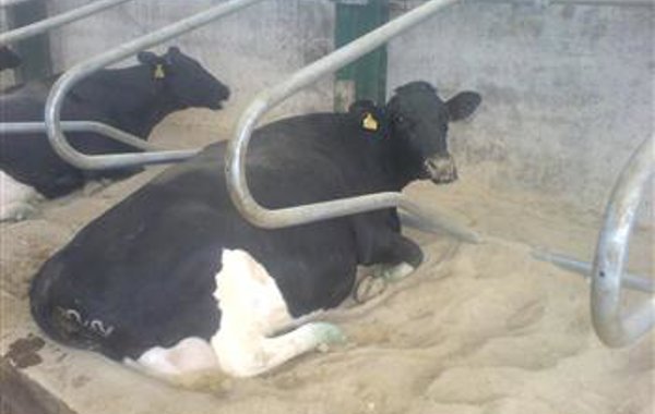 The Healthy Cow