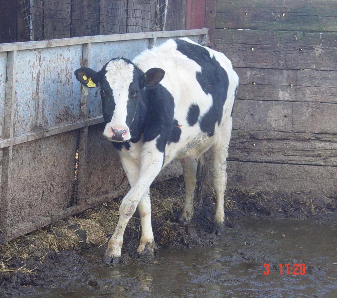 Lameness control - mobility scoring