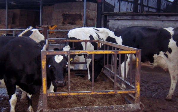 Part 1 - Maximising Dry Matter Intake