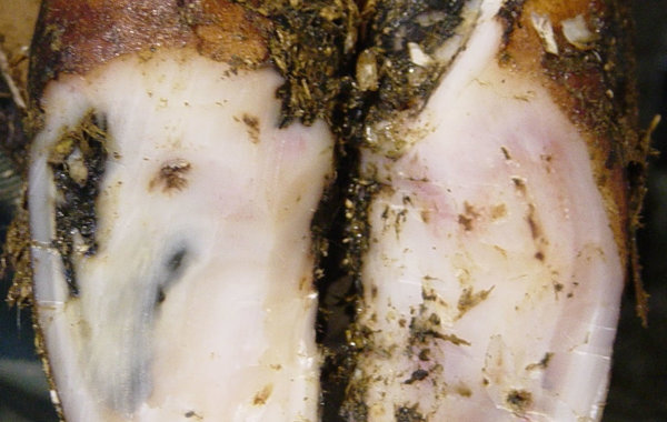 Part 3 - White Line Lesions - Causes, Treatment and Control