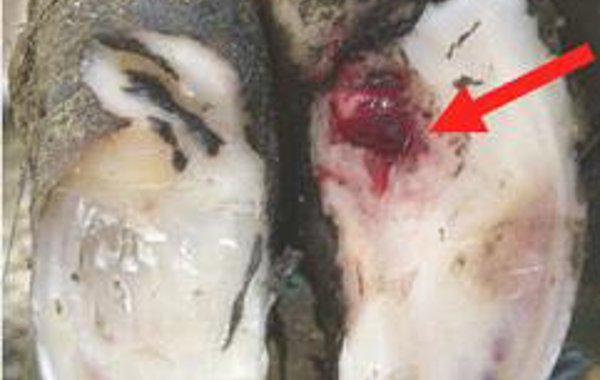 Part 4 - Sole Ulceration - Causes, Treatment and Control