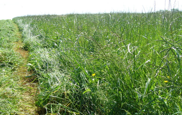 Part 3 - Conserved Forage Management