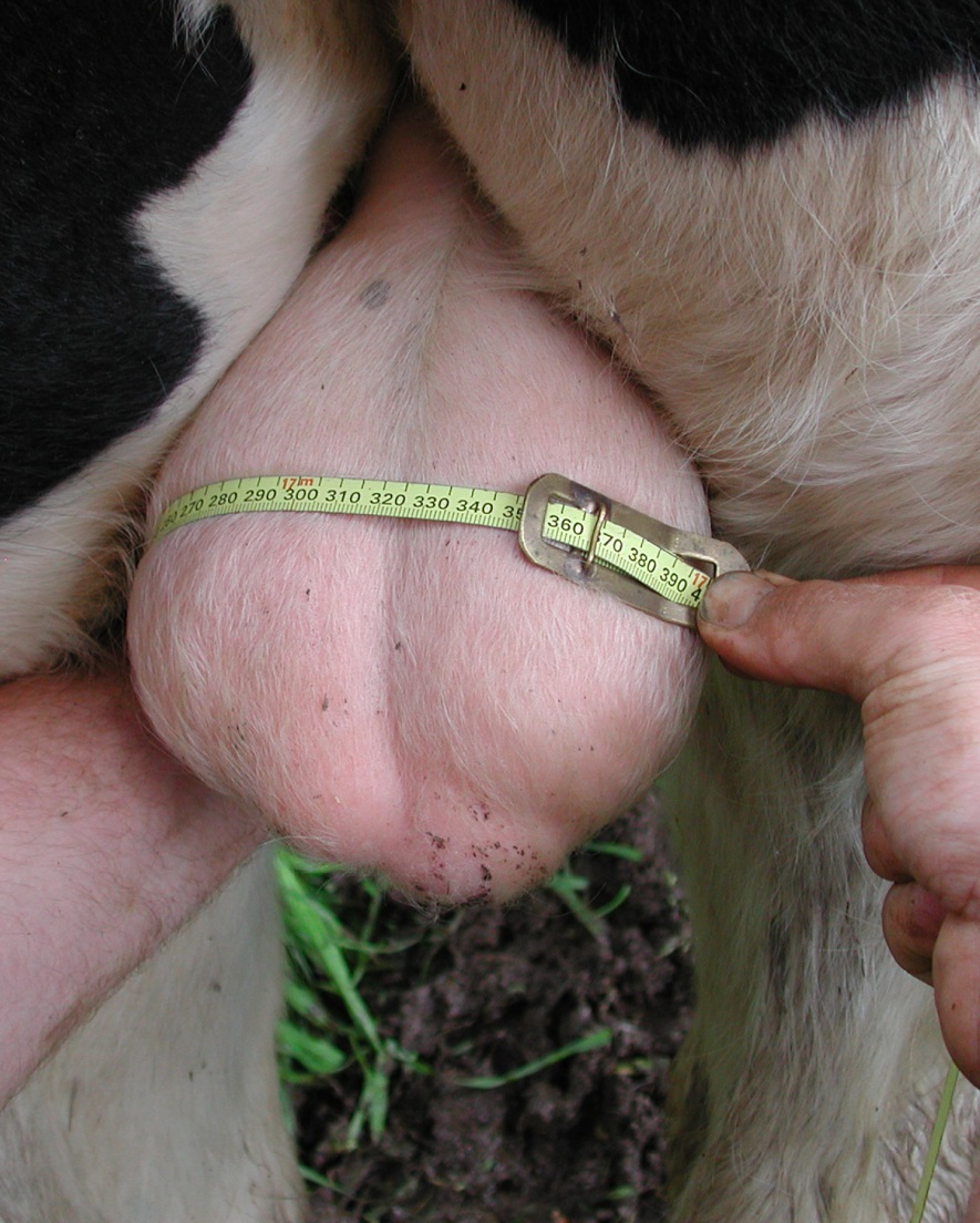 Using Bulls Fig 1