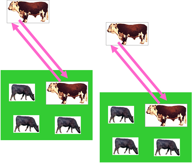 Using Bulls Fig 3