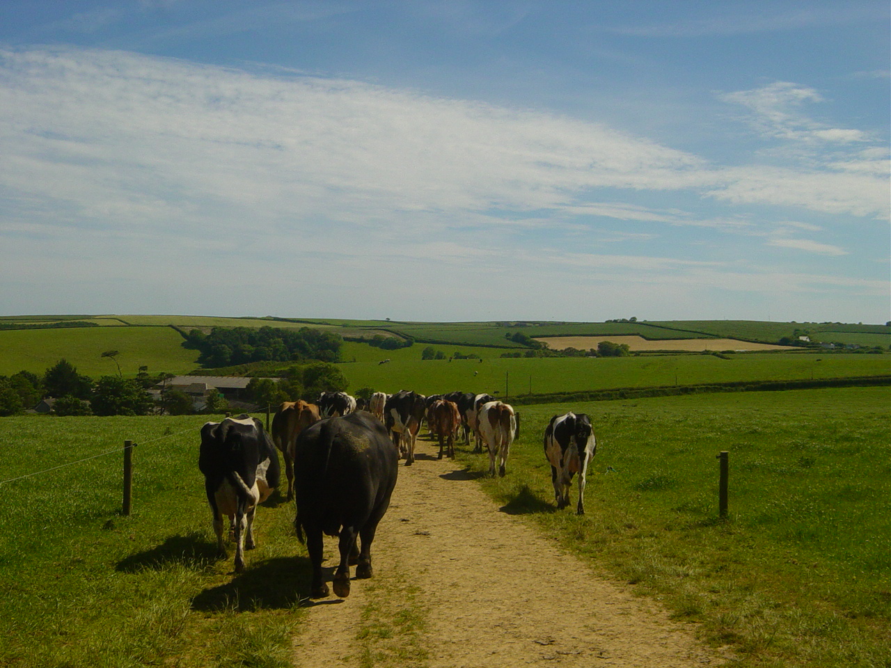 Cow Tracks