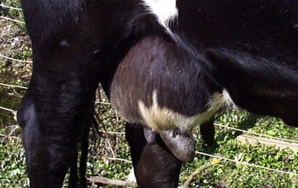 Summer Mastitis