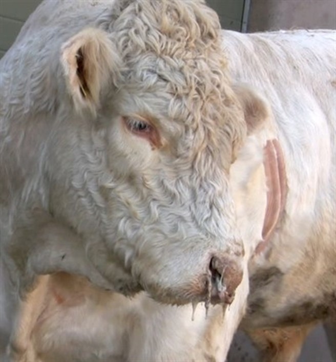 NADIS - National Animal Disease Information Service NADIS - National Animal Disease Information Service