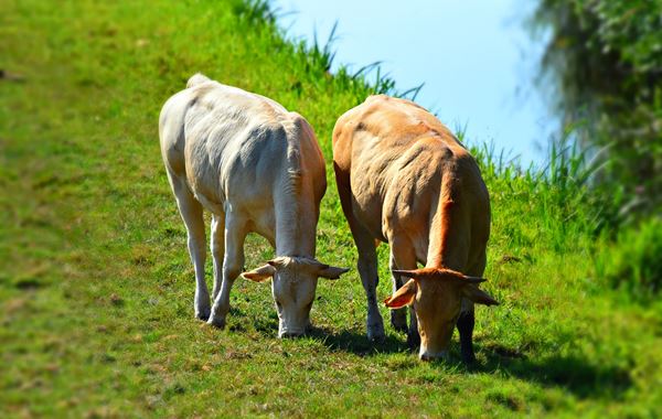 Leptospirosis