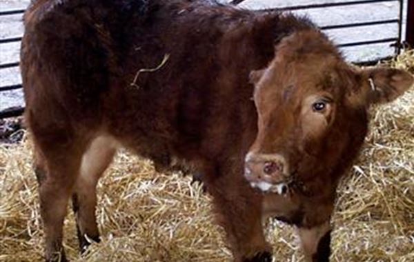 Calf Pneumonia Dairy Herd
