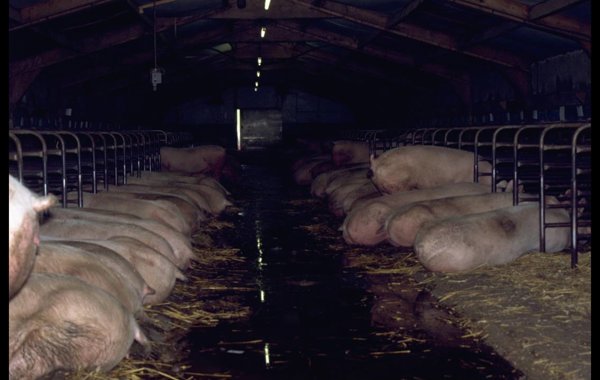 Leptospirosis in Pigs