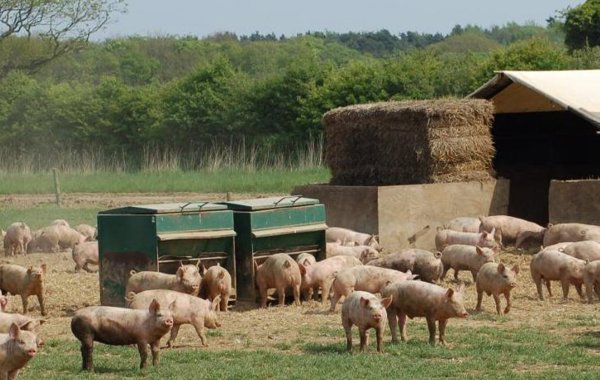 Swine Influenza