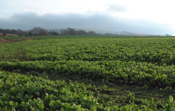 Feeding lambs on Rape and Kale