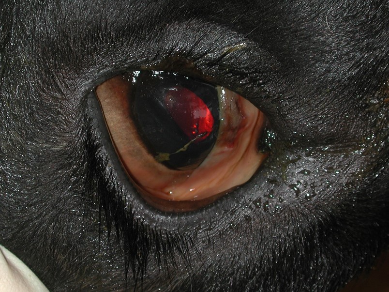 NADIS - National Animal Disease Information Service NADIS - National Animal Disease Information Service