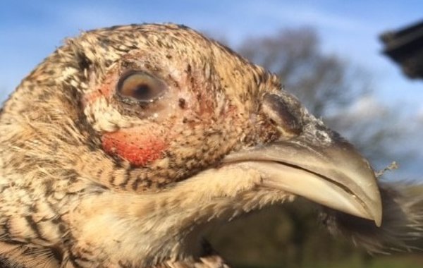 Game Bird Quarterly Update