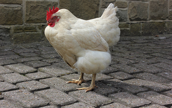Egg peritonitis