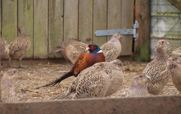Game Birds