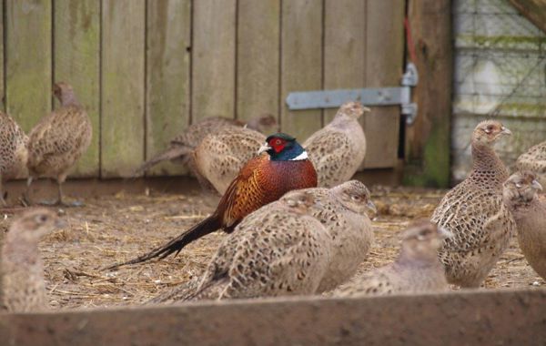 Game Birds