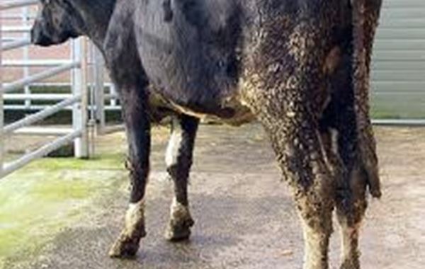 Johne's Disease