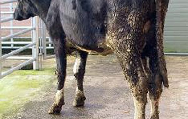 Johne's Disease