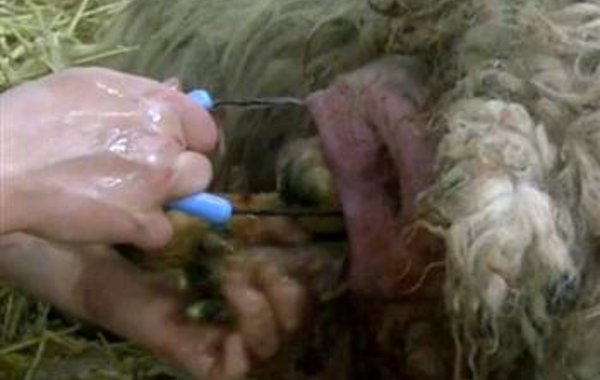 Lambing Problems