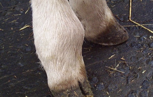 Joint Ill in Calves