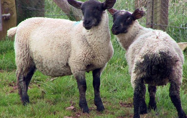 Nematodirosis in Lambs