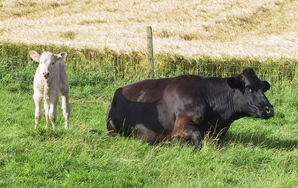 Grass Staggers