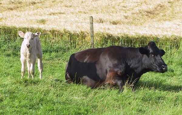 Grass Staggers