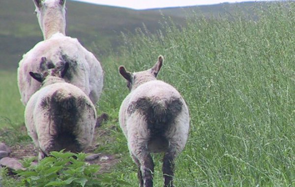 Anthelmintic resistance