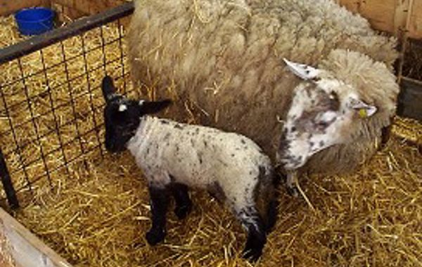 Lambing Losses Birth to Weaning