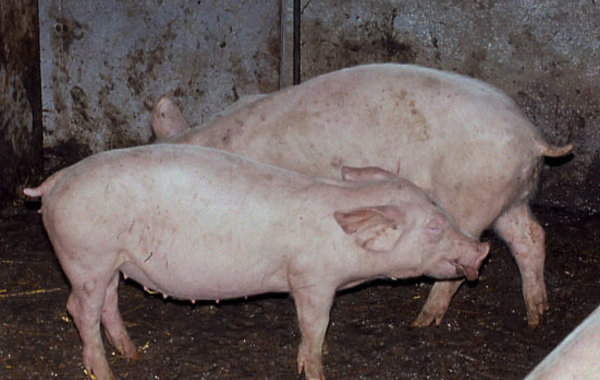 Respiratory disease in growing pigs