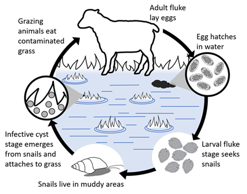 fluke worm in stool