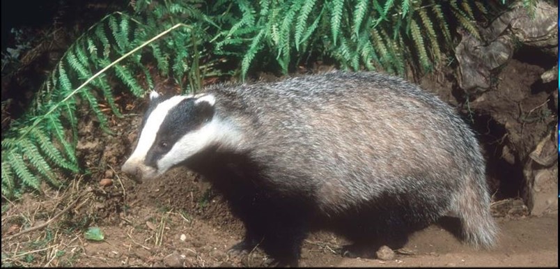 NADIS - National Animal Disease Information Service NADIS - National Animal Disease Information Service