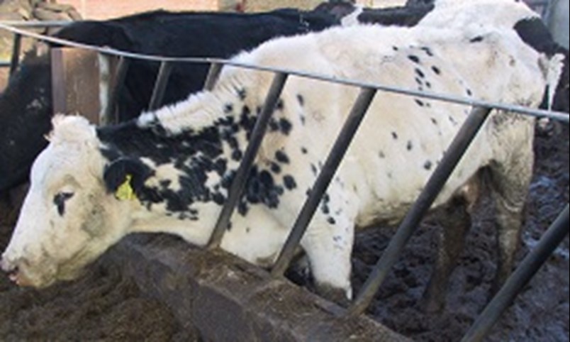 NADIS - National Animal Disease Information Service NADIS - National Animal Disease Information Service
