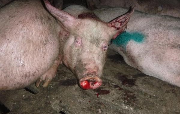 African Swine Fever