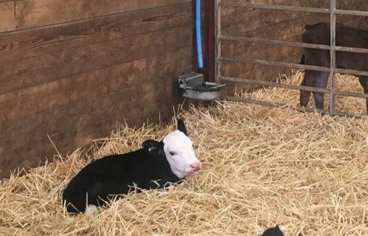 Calf House Hygiene
